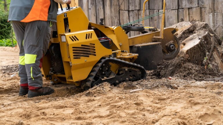 Tree Removal Service Costs in Paradise Valley Village