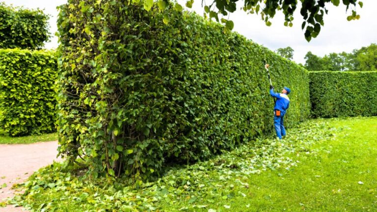 lot clearing services in Phoenix