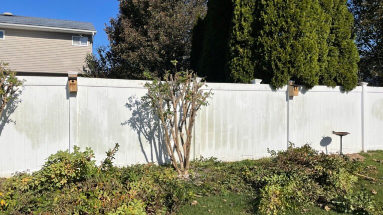 Neighbor's Tree Branches