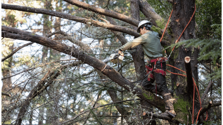 How Do You Calculate The Cost Of Cutting Down A Tree