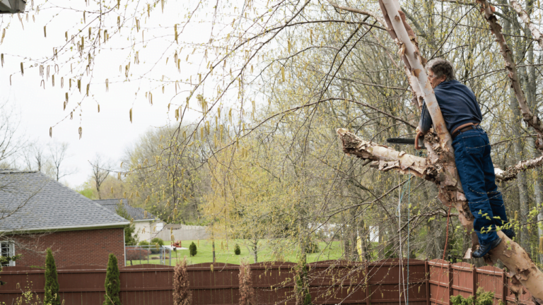 What Are The Disadvantages Of Tree Trimming