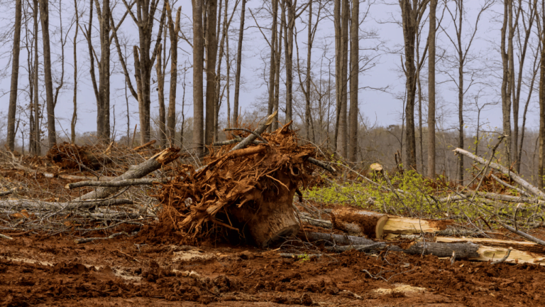 What Happens To The Ground After A Large Tree Is Removed