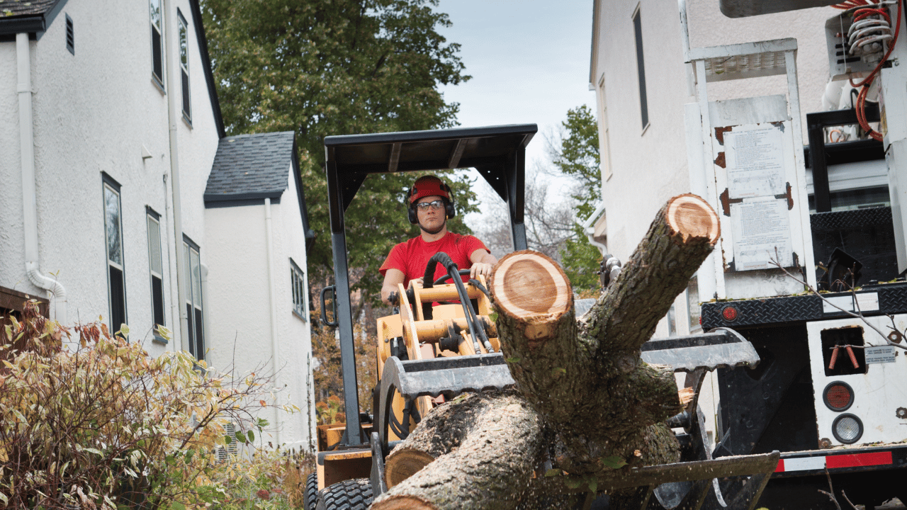 What Time Of Year Is Cheapest For Tree Removal?