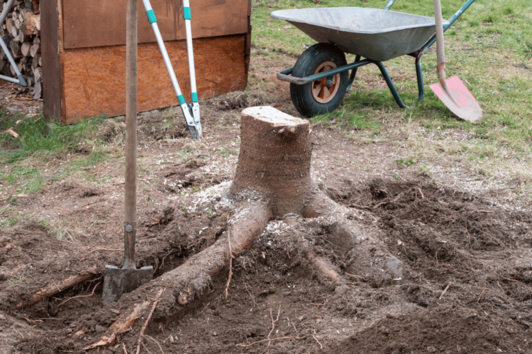 What Do You Do With Tree Stumps Once Removed