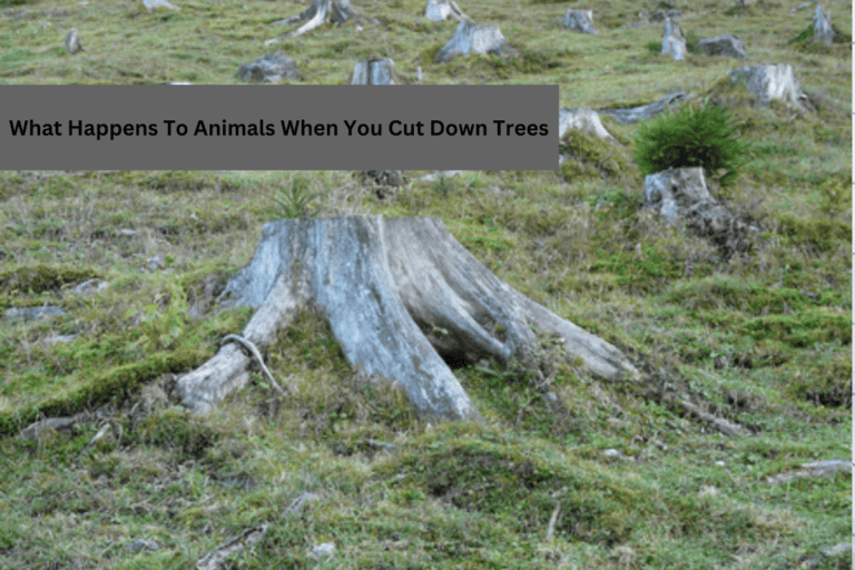What Happens To Animals When You Cut Down Trees
