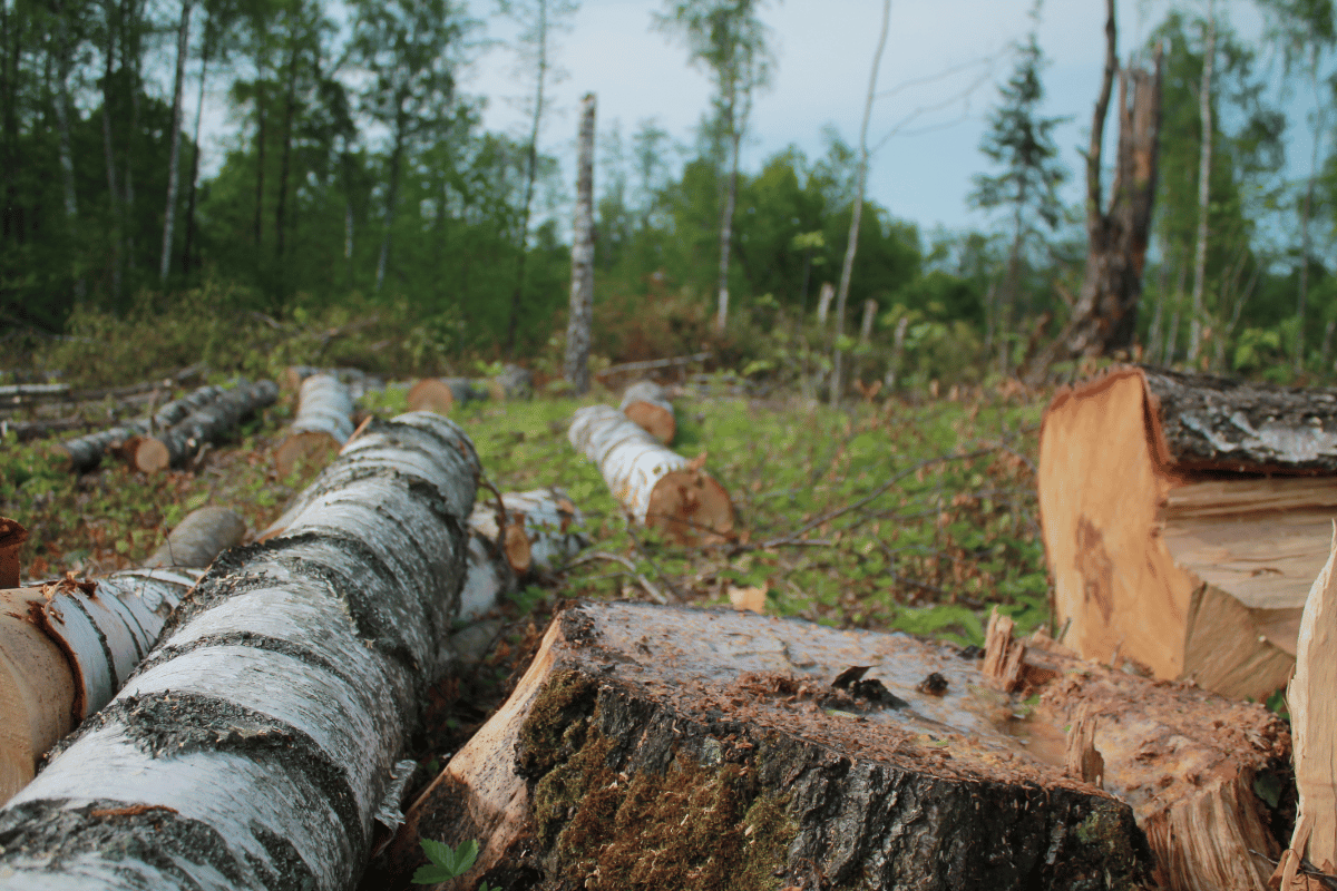 What Happens To Animals When You Cut Down Trees?