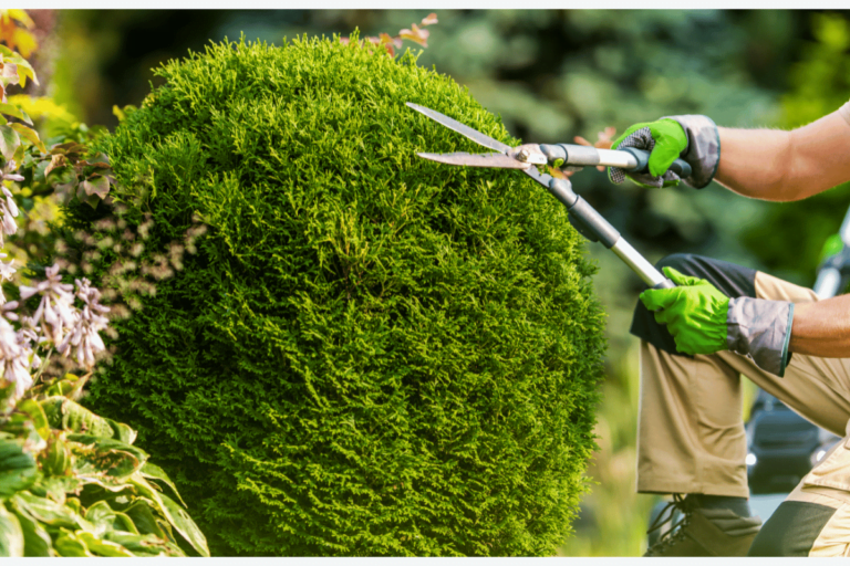 What Is The Difference Between Trimming And Cutting A Tree