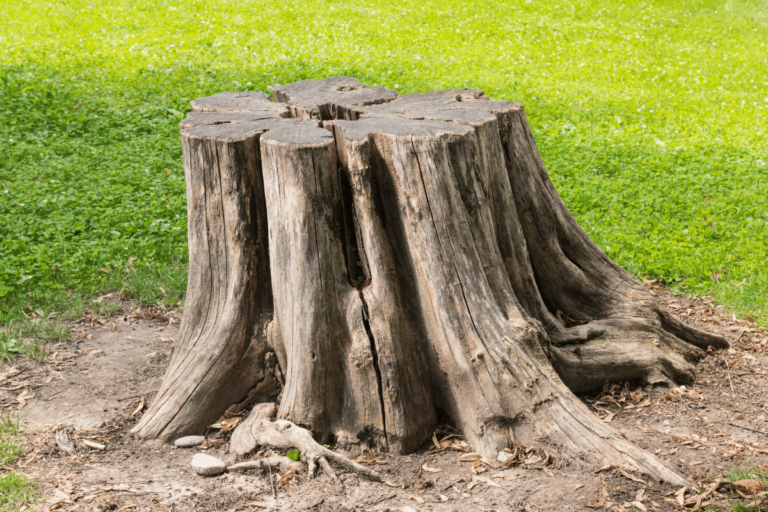 What Kills Tree Roots After Stump Grinding