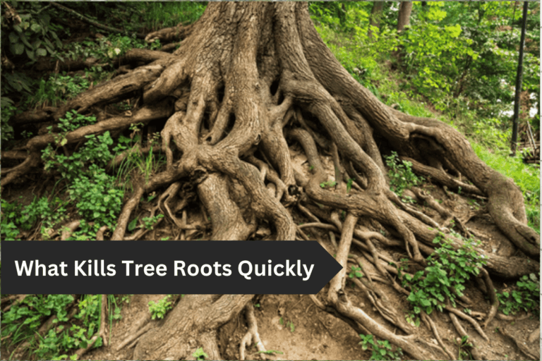 What Kills Tree Roots Quickly