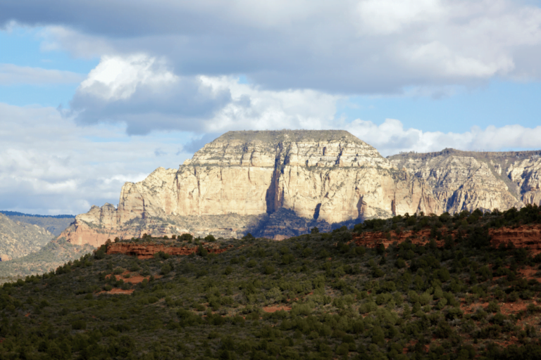 What Part Of Arizona Has The Most Trees